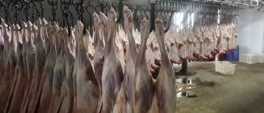 白条羊悬挂于冷藏车间