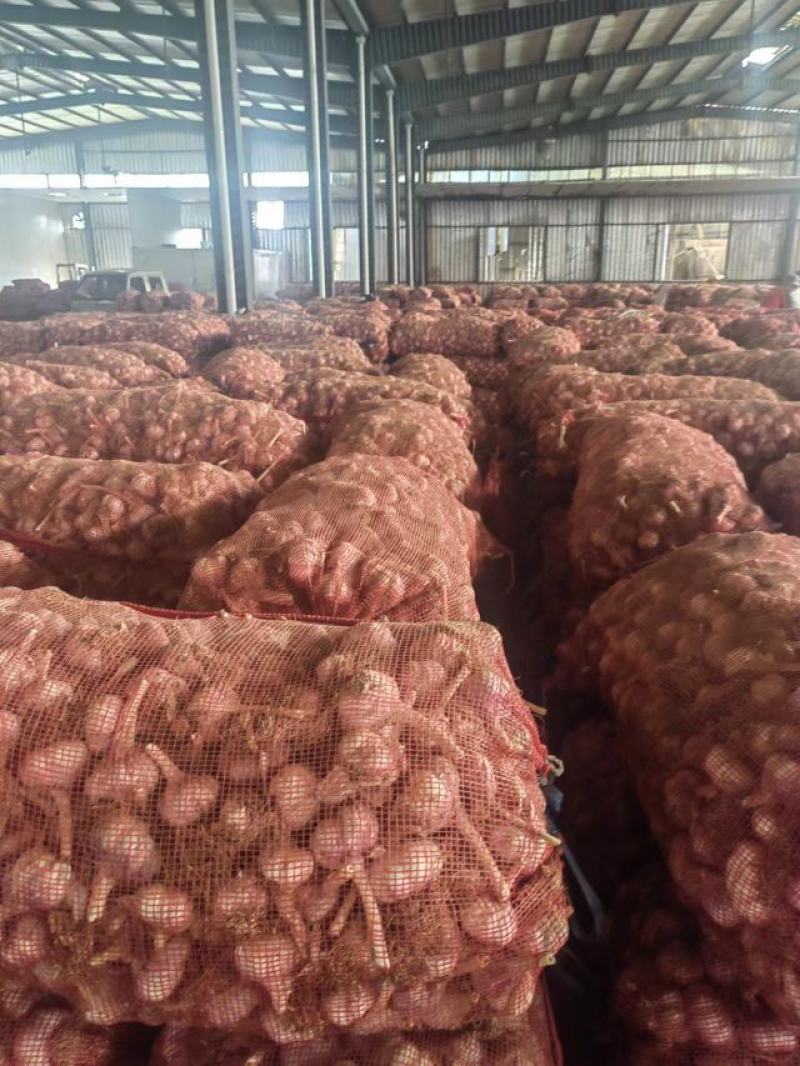 精品大蒜金乡大蒜大量上市产地直供量大从优可视频看货