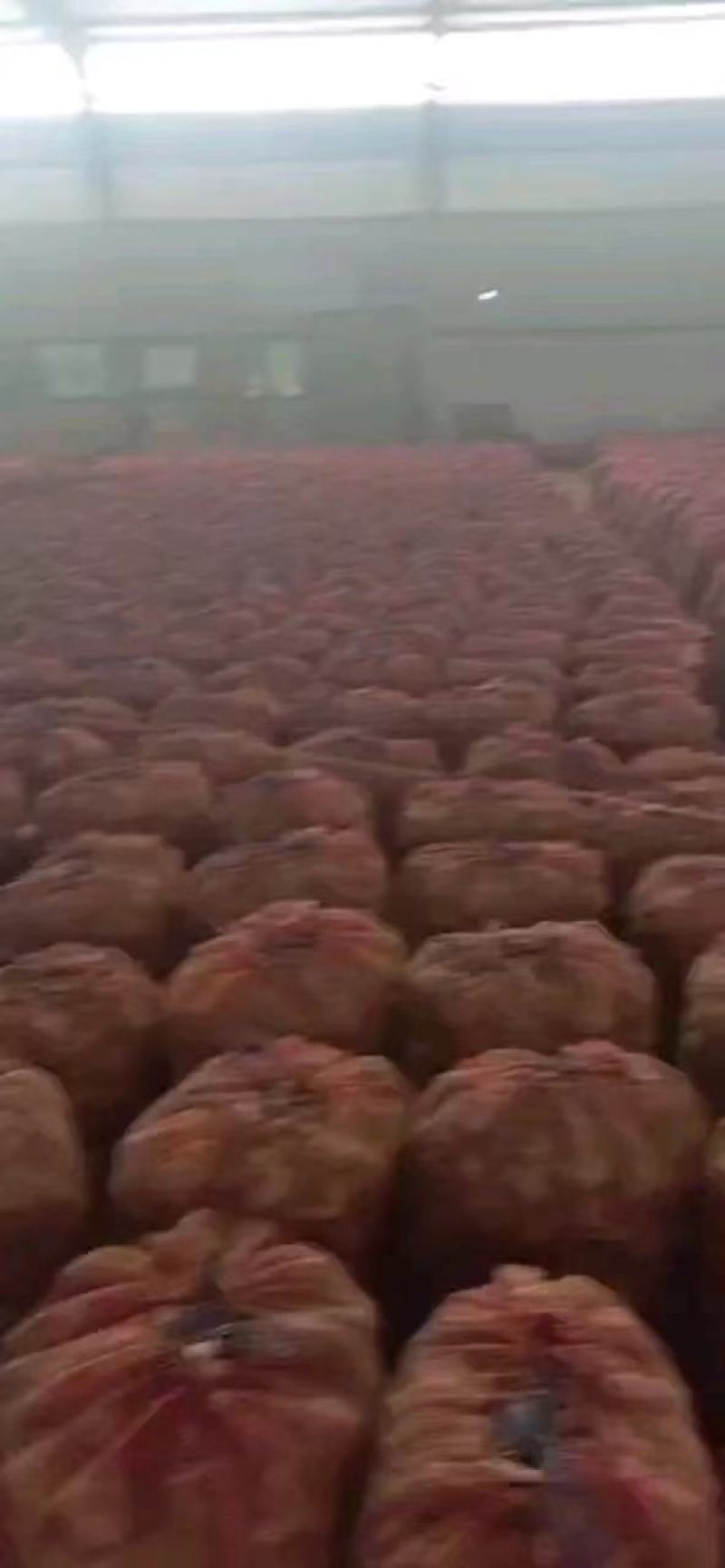 精品大蒜金乡大蒜大量上市产地直供量大从优可视频看货