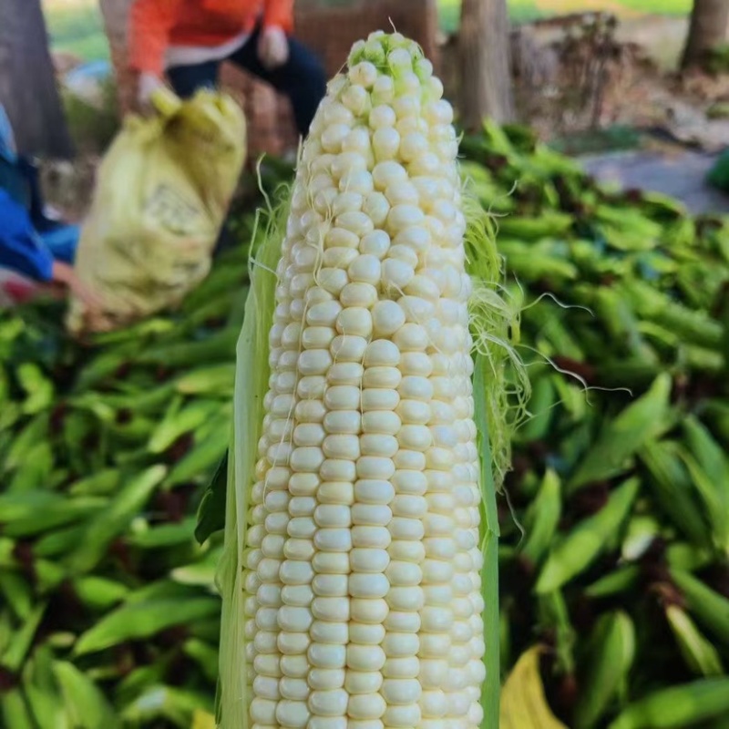 广东白糯玉米🌽颗粒饱满口感好全国代发