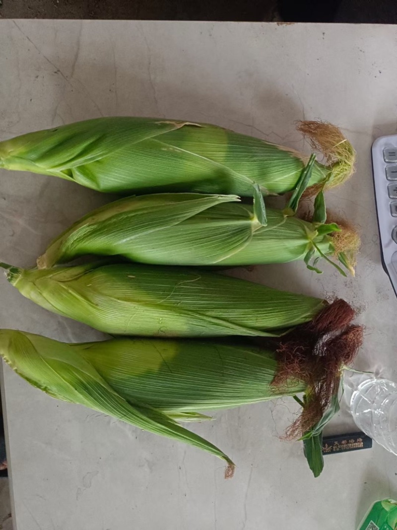 广东白糯玉米🌽颗粒饱满口感好全国代发