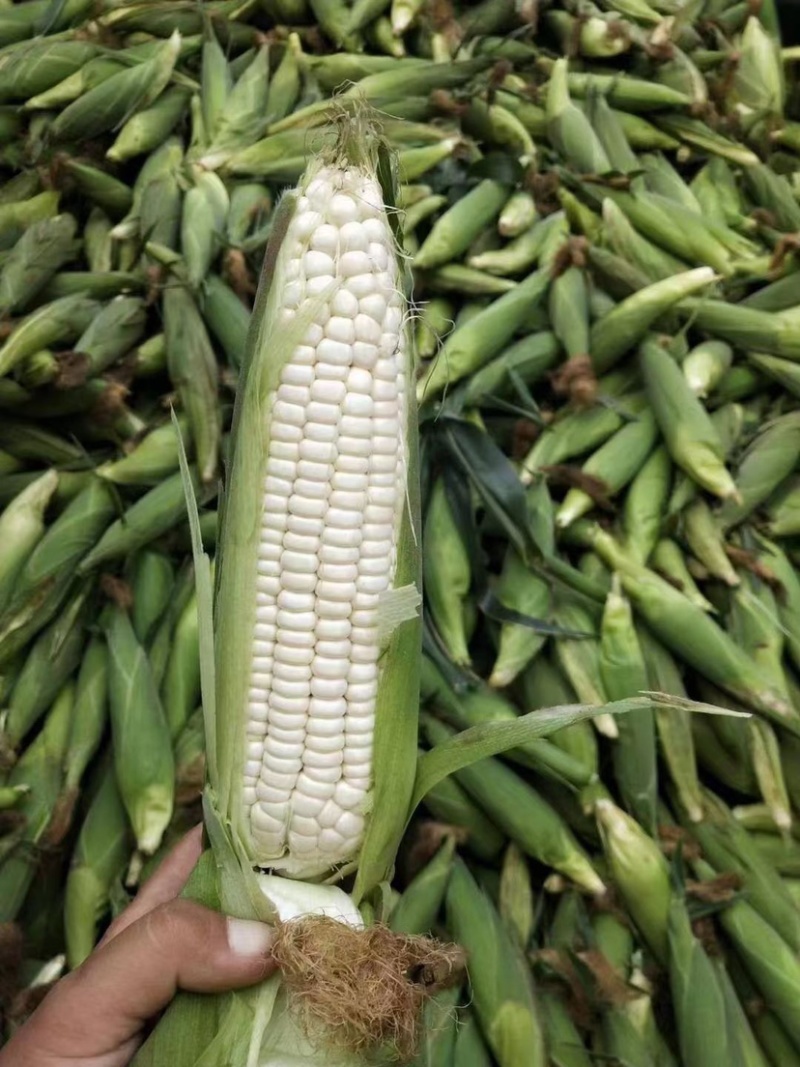 广东白糯玉米🌽颗粒饱满口感好全国代发