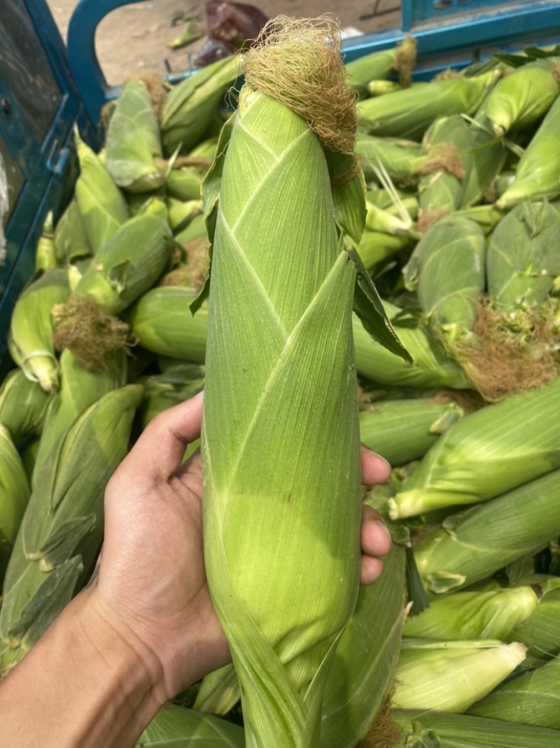 广东白糯玉米🌽颗粒饱满口感好全国代发