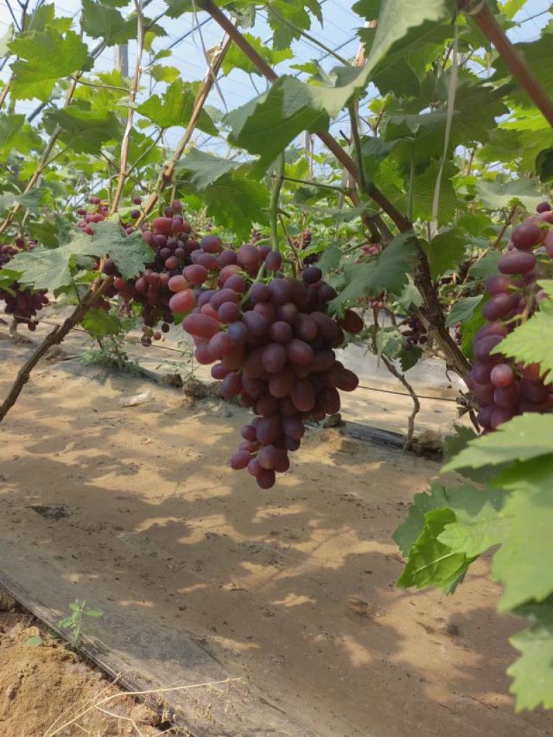 山东冠县葡萄大量马上上市可视频看货量大从优