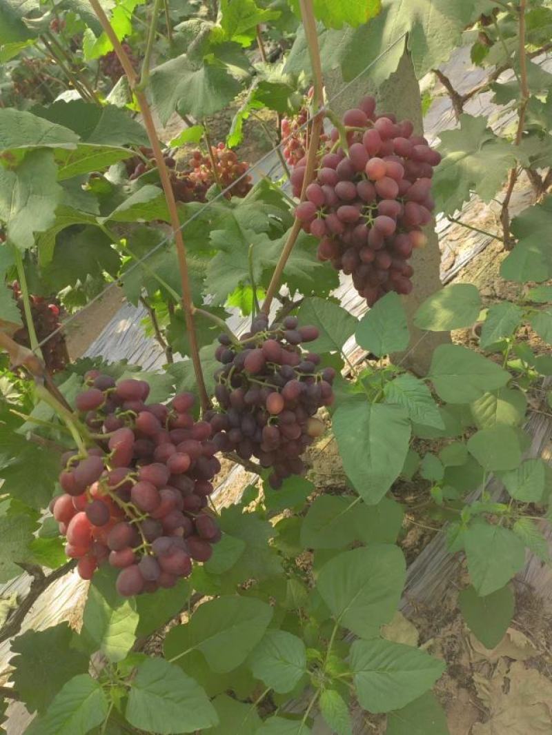 山东冠县葡萄大量马上上市可视频看货量大从优