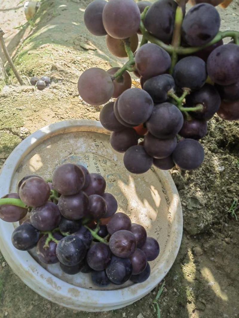 山东冠县葡萄大量马上上市可视频看货量大从优