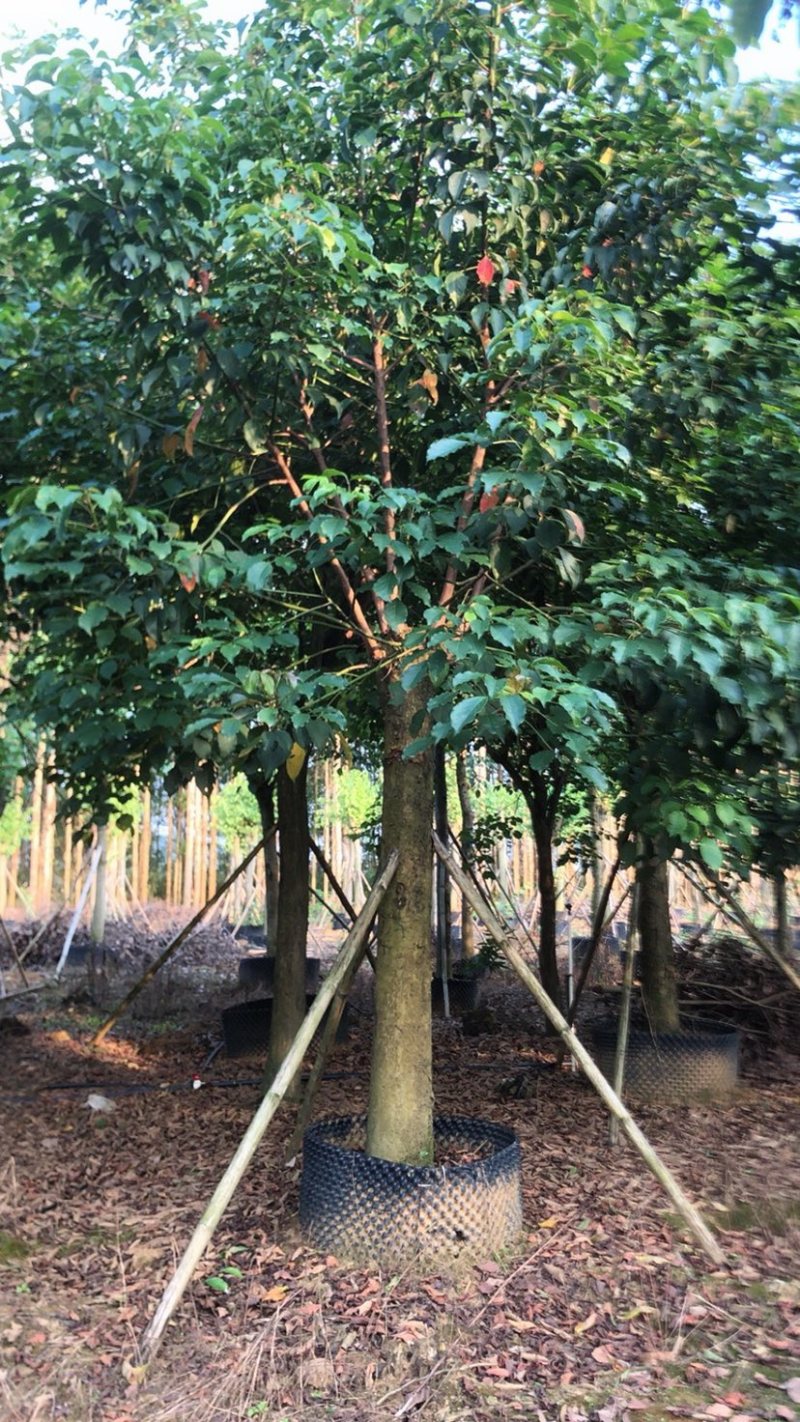 秋风容器苗12-30公分各种地苗假值苗出售