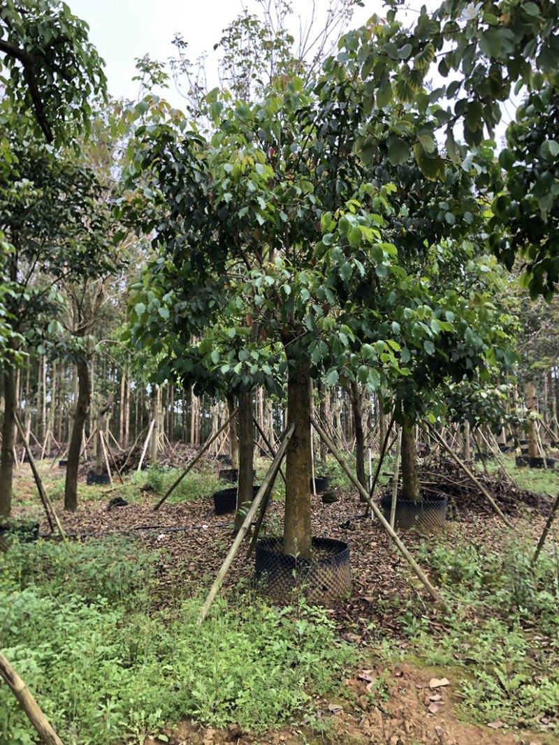 秋风容器苗12-30公分各种地苗假值苗出售