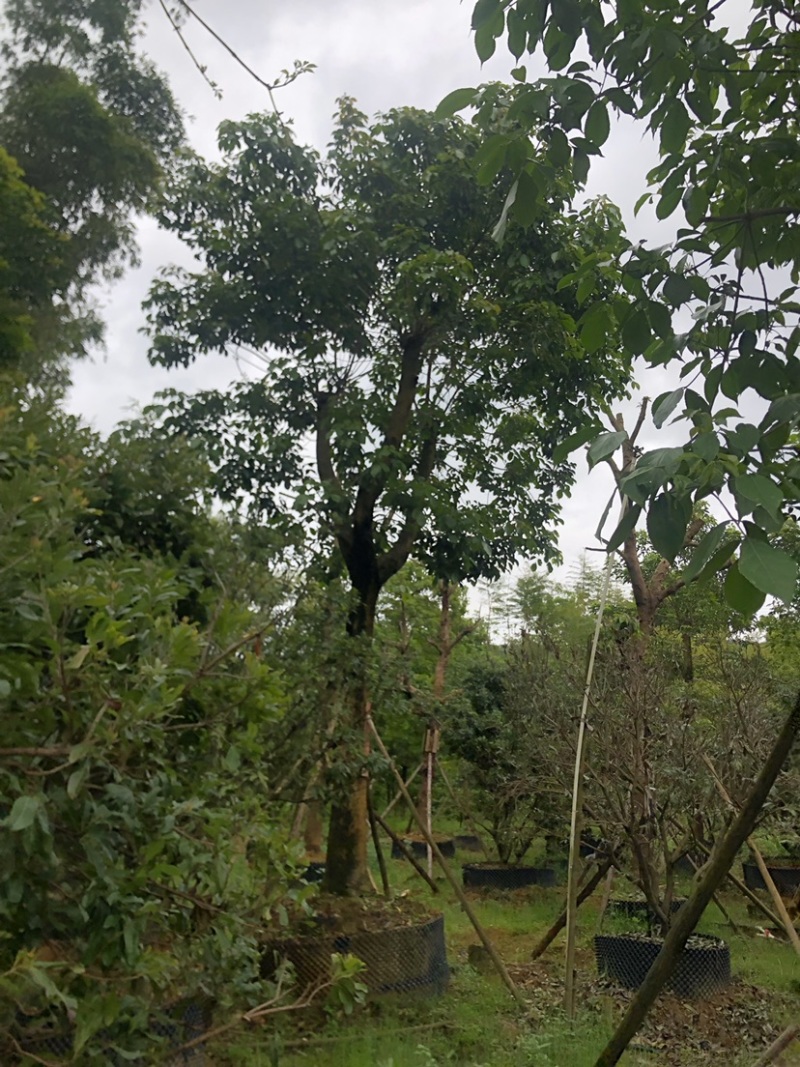 秋风容器苗12-30公分各种地苗假值苗出售