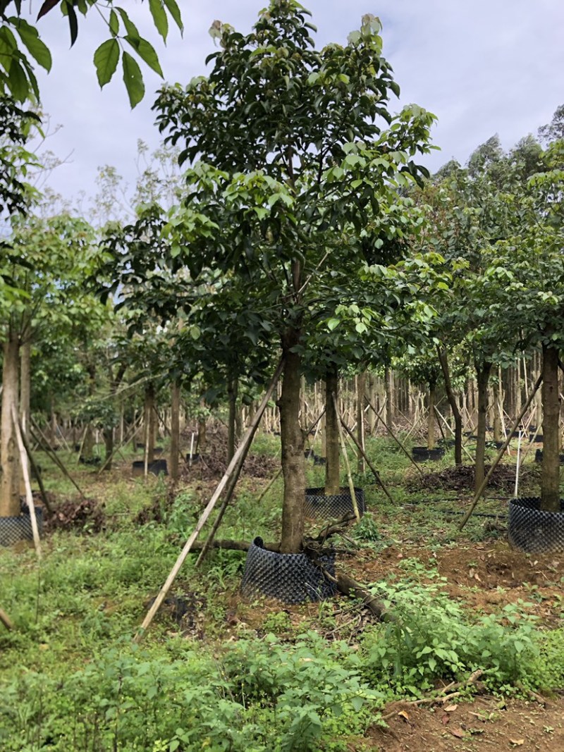 秋风容器苗12-30公分各种地苗假值苗出售