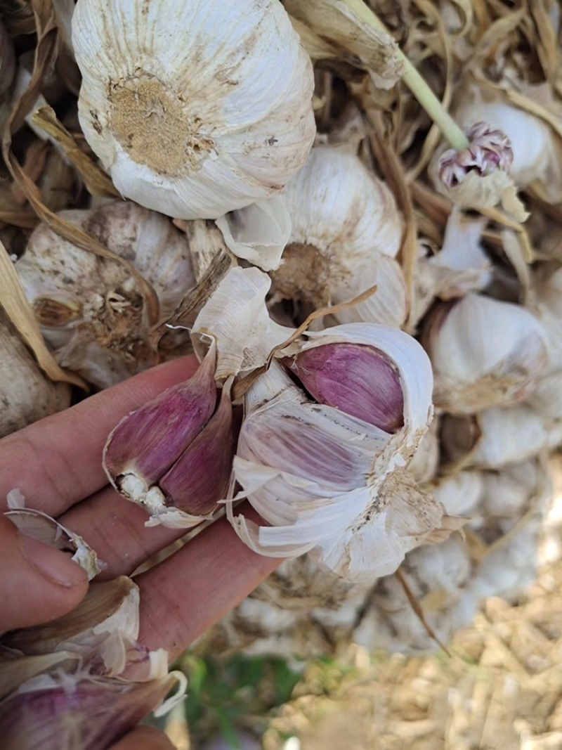 山东大蒜，狗牙蒜瓣，大量上市产地直发，保质保量