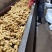 大黄姜-坏烂包赔山东精品姜/沙土姜/水洗姜/烘干姜