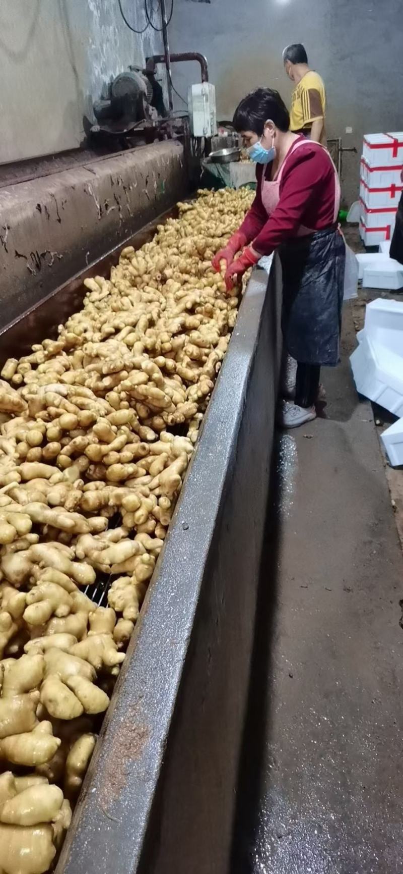 大黄姜-坏烂包赔山东精品姜/沙土姜/水洗姜/烘干姜