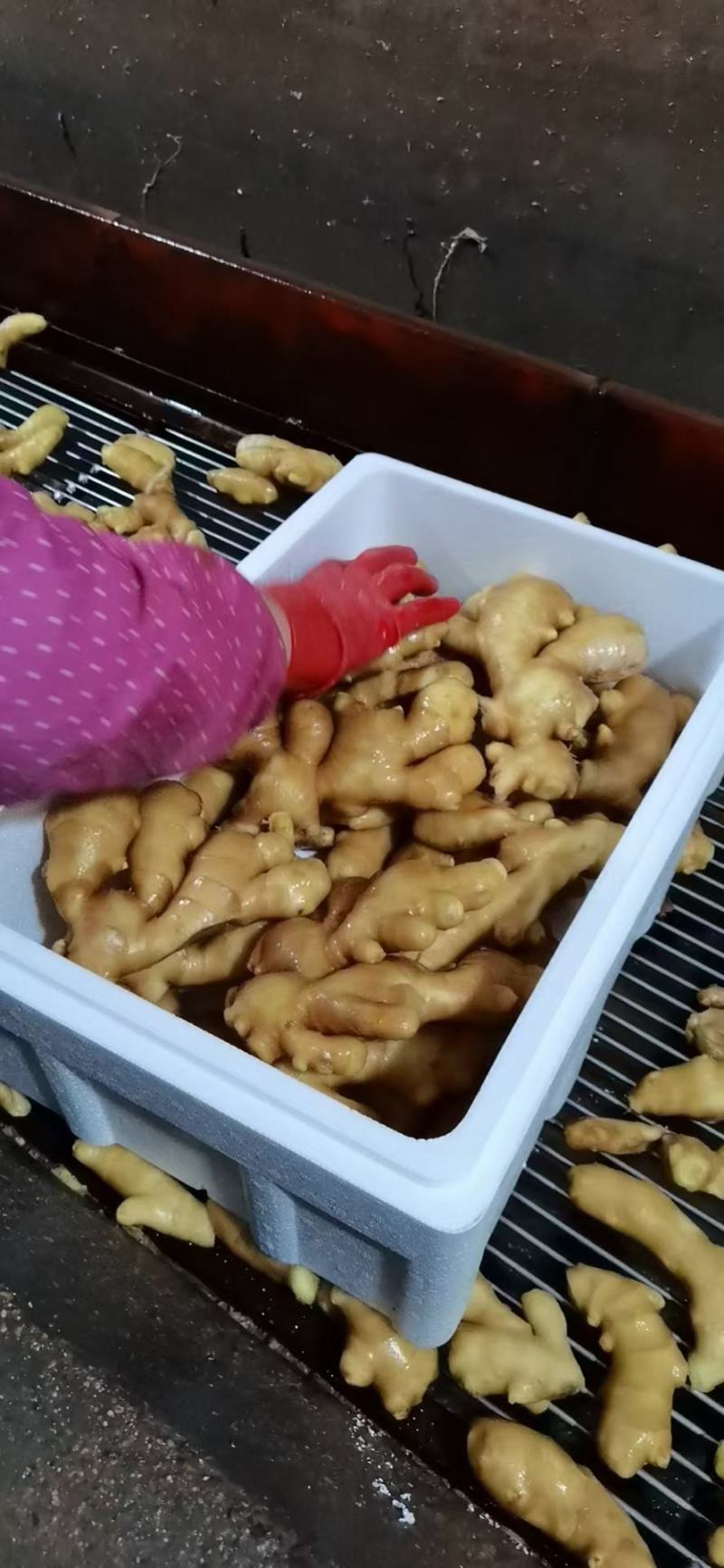 大黄姜-坏烂包赔山东精品姜/沙土姜/水洗姜/烘干姜