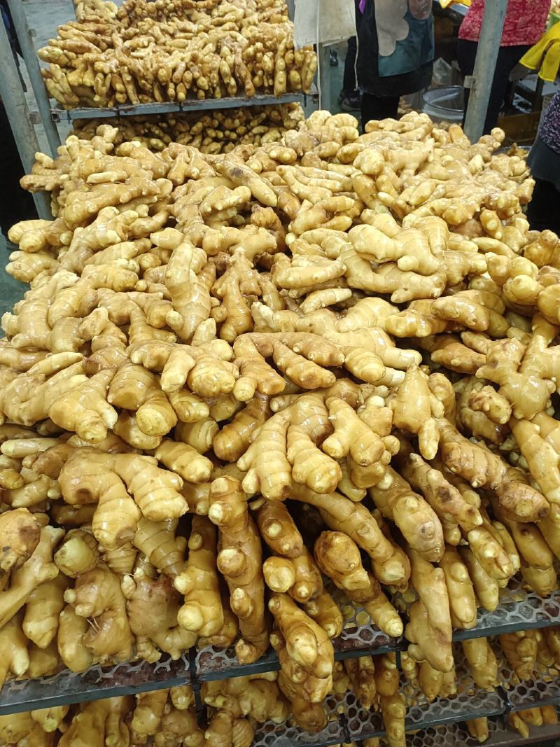 大黄姜-坏烂包赔山东精品姜/沙土姜/水洗姜/烘干姜