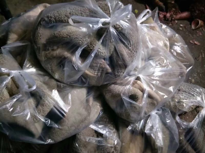 熟牛肚工厂直销一件起批发