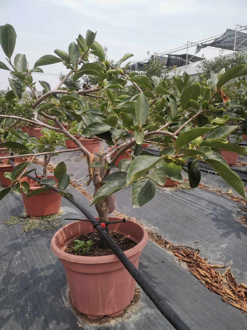 临潼火晶柿子树火晶柿子盆景批发零售量大从优