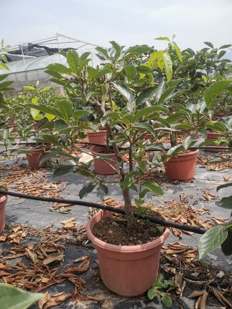 临潼火晶柿子树火晶柿子盆景批发零售量大从优