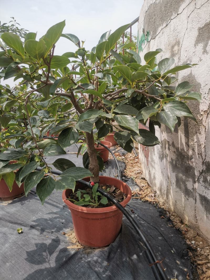 临潼火晶柿子树火晶柿子盆景批发零售量大从优
