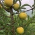 蜂糖李