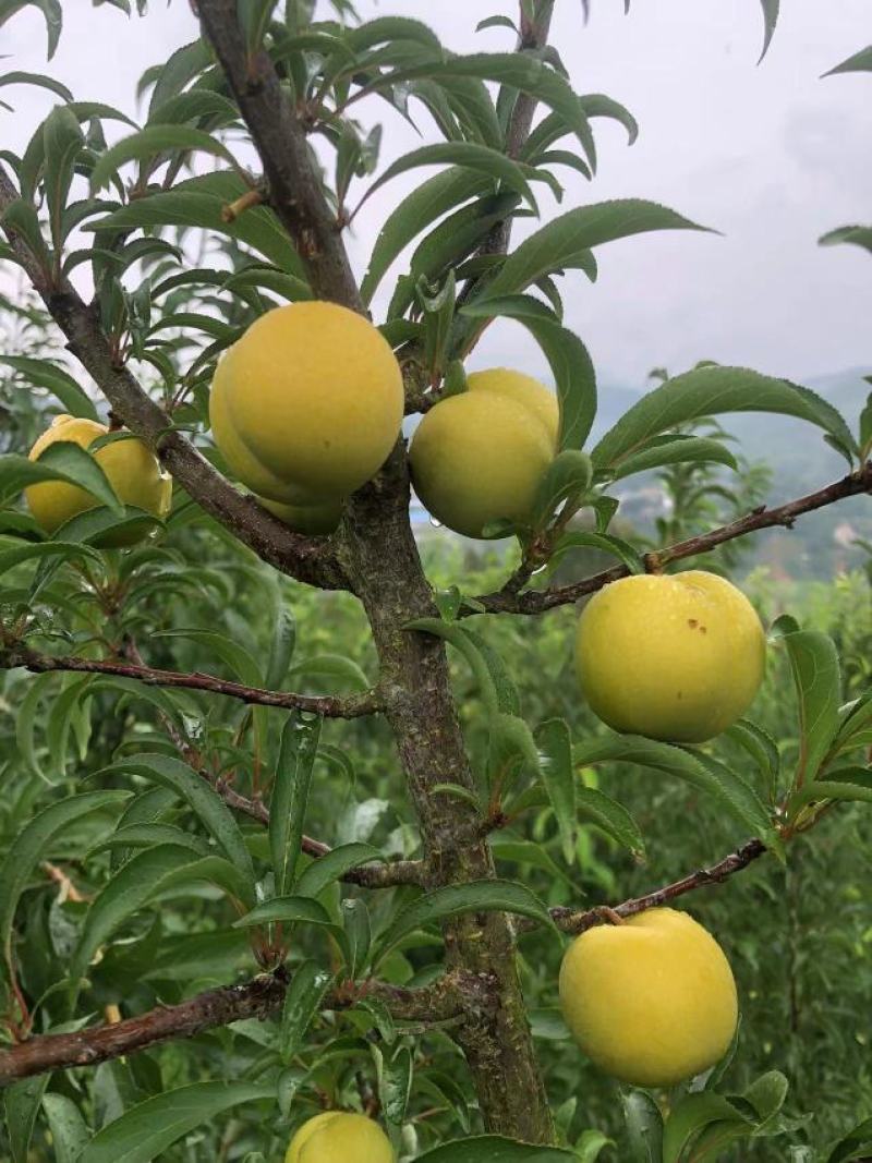 蜂糖李