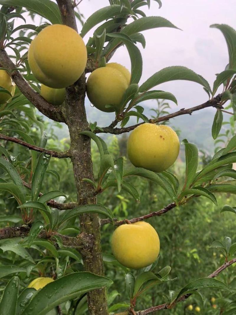 蜂糖李