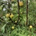 蜂糖李