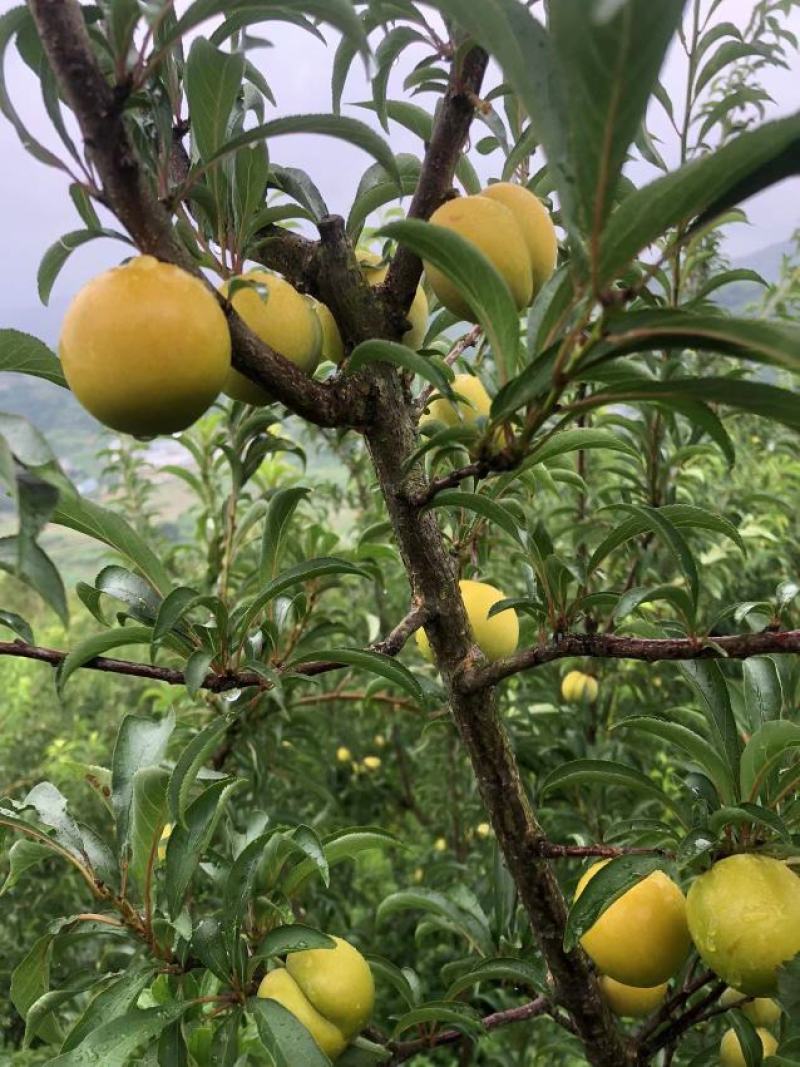 蜂糖李
