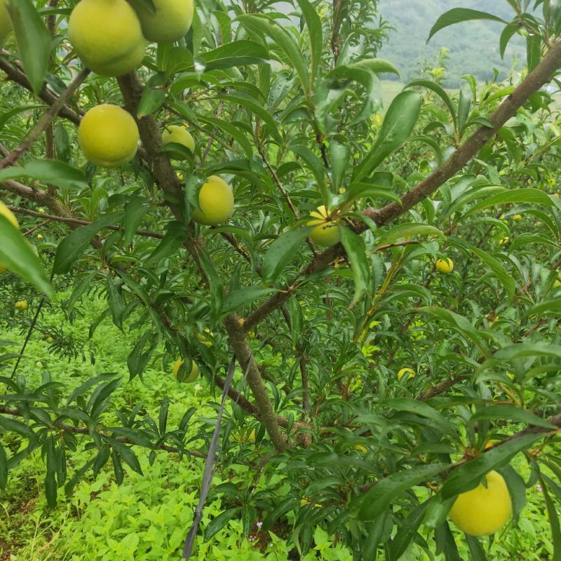 蜂糖李