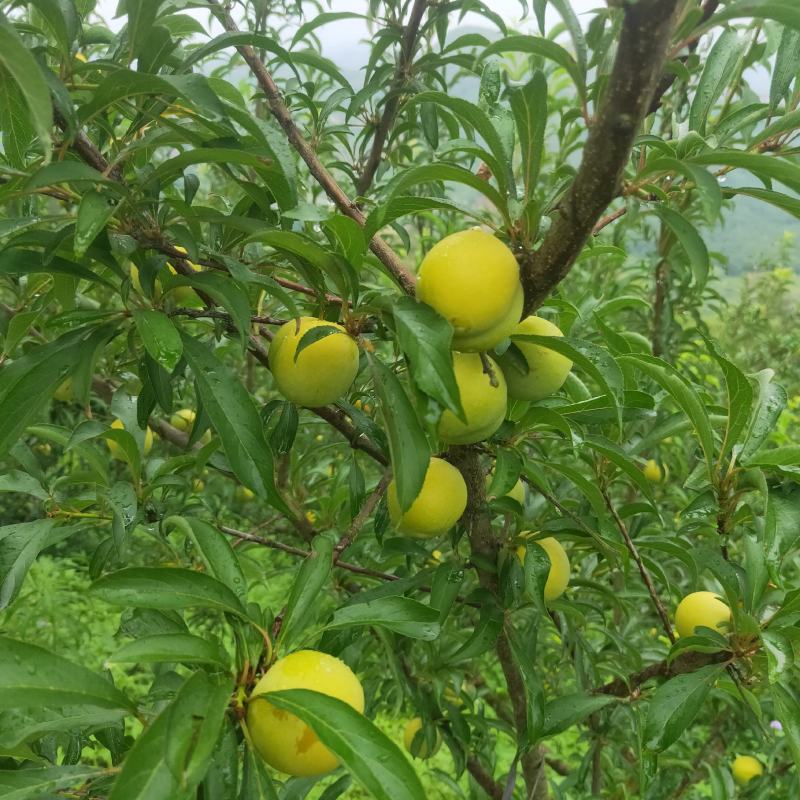 蜂糖李