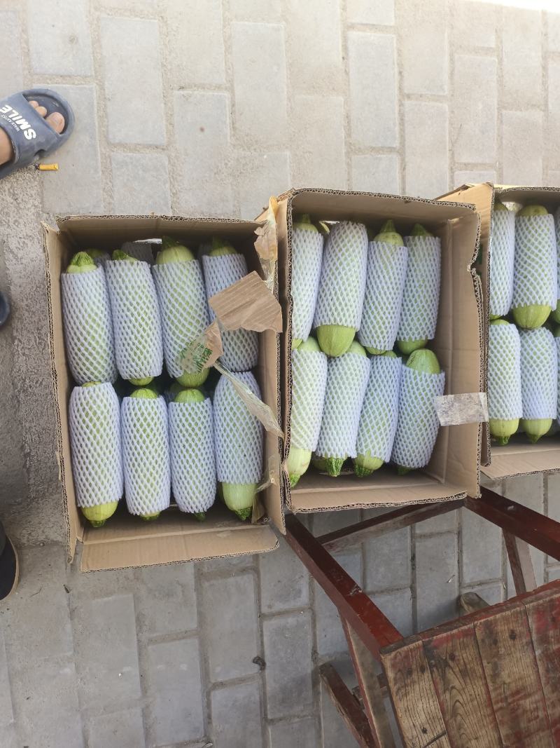 精品绿皮西葫芦