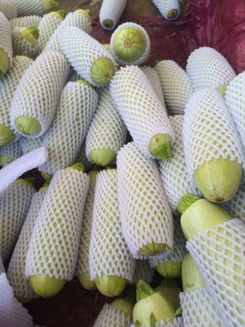 精品绿皮西葫芦