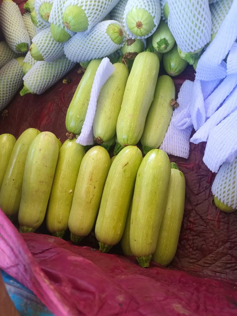 精品绿皮西葫芦