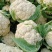 花菜，通许县精品有机花菜，白面青梗、加工厂松花、量大价优