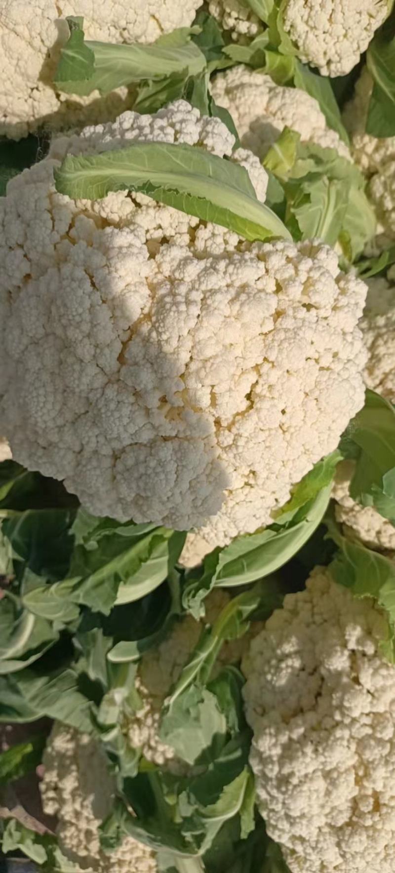 花菜，通许县精品有机花菜，白面青梗、加工厂松花、量大价优