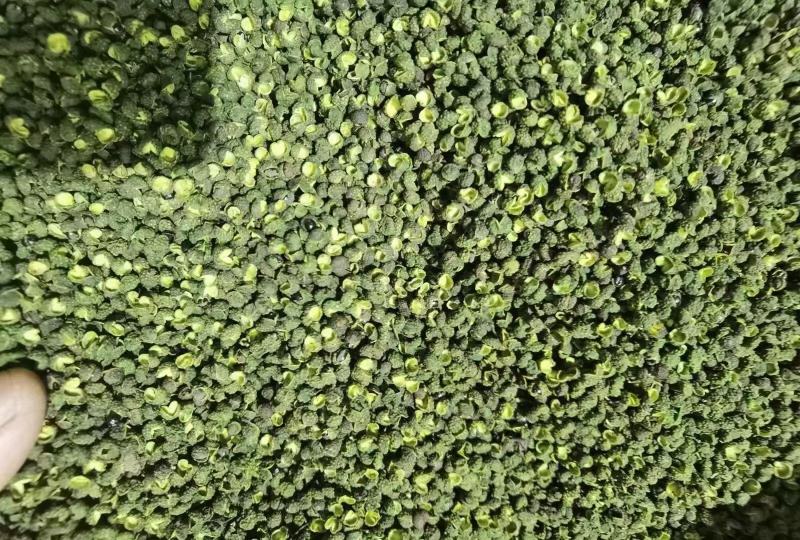 【精品青花椒】特麻青花椒重庆江津新货特香一级