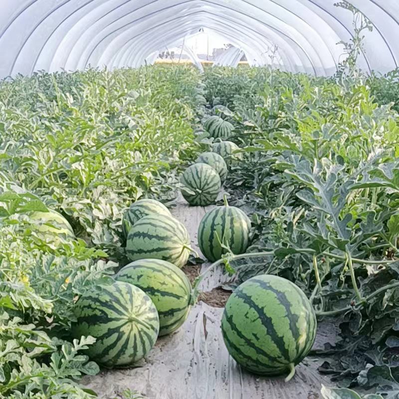 【优质麒麟瓜】个头均匀，甜度高，品质保证，产地直发。