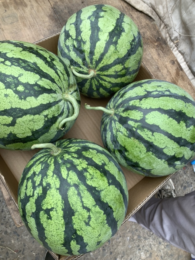 大量西瓜产地，供应，电商瓜，市场瓜，社区团购，美团等平台