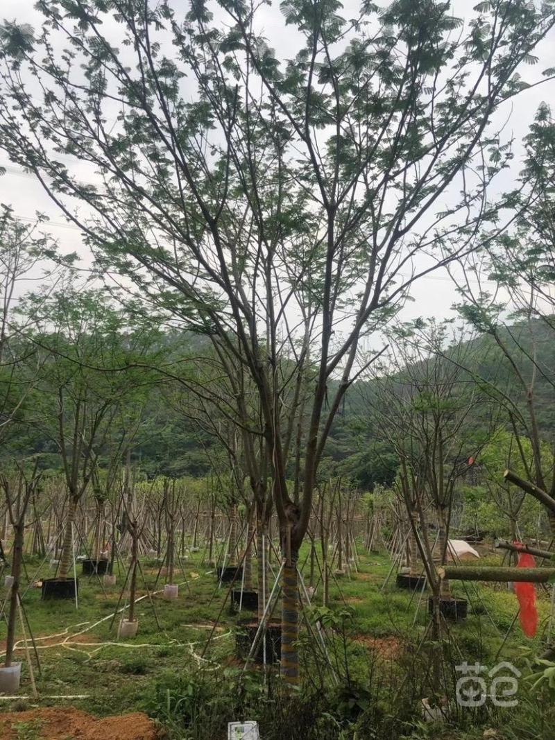 蓝花楹树苗凤凰木树苗镇宅旺宅门前树开花观赏树庭，价格面议