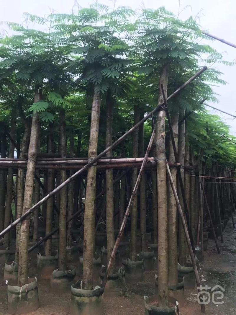 蓝花楹树苗凤凰木树苗镇宅旺宅门前树开花观赏树庭，价格面议