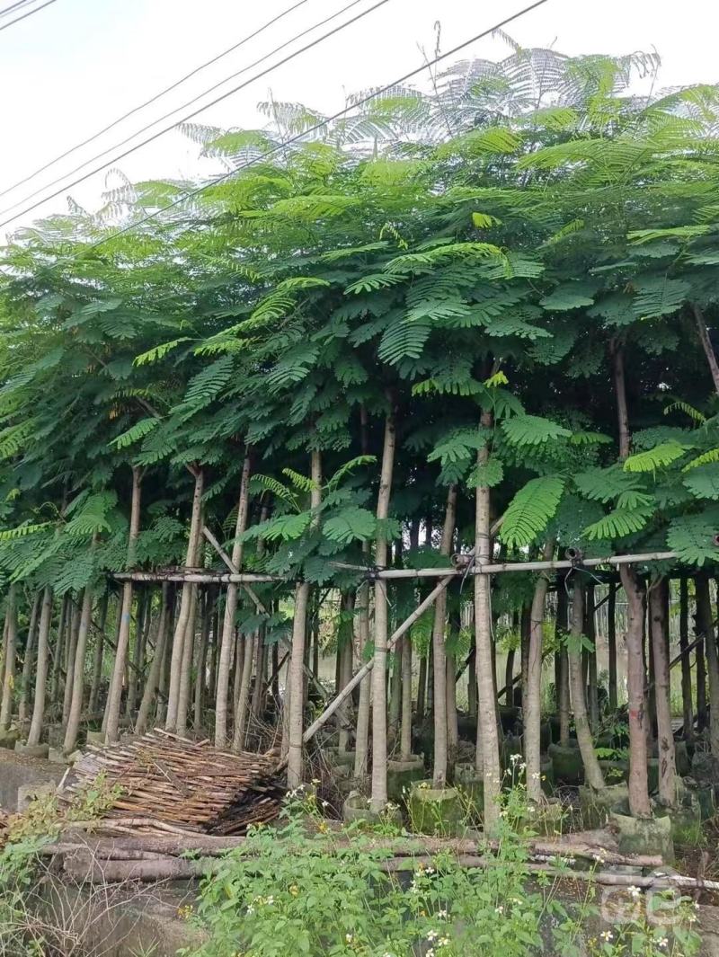 蓝花楹树苗凤凰木树苗镇宅旺宅门前树开花观赏树庭，价格面议