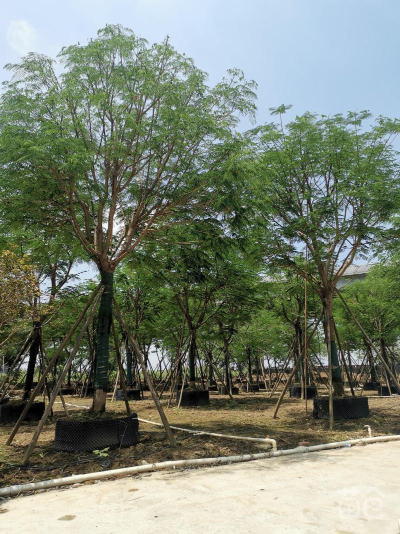 蓝花楹树苗凤凰木树苗镇宅旺宅门前树开花观赏树庭，价格面议