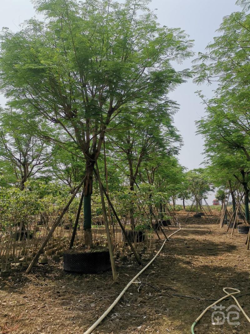 蓝花楹树苗凤凰木树苗镇宅旺宅门前树开花观赏树庭，价格面议