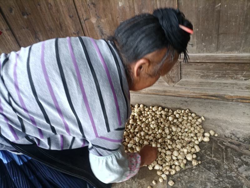 小蒜贵州大方苦藠薤白藠头人工挑选新鲜现挖物美价廉量大从优