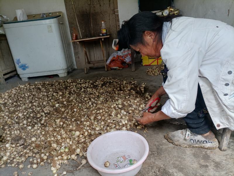 小蒜贵州大方苦藠薤白藠头人工挑选新鲜现挖物美价廉量大从优