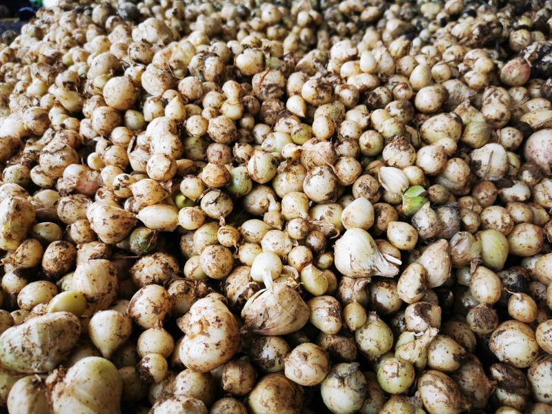 小蒜贵州大方苦藠薤白藠头人工挑选新鲜现挖物美价廉量大从优