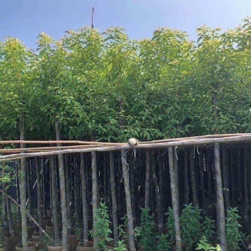 香樟树苗驱蚊驱虫优质小叶香樟树四季常青南北种植，价格面议