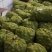 (新品上市)(热销)《产地直发》四川大凉山盐源县核桃