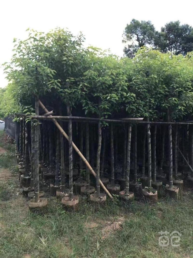 香樟树苗驱蚊驱虫优质小叶香樟树四季常青南北种植，价格面议