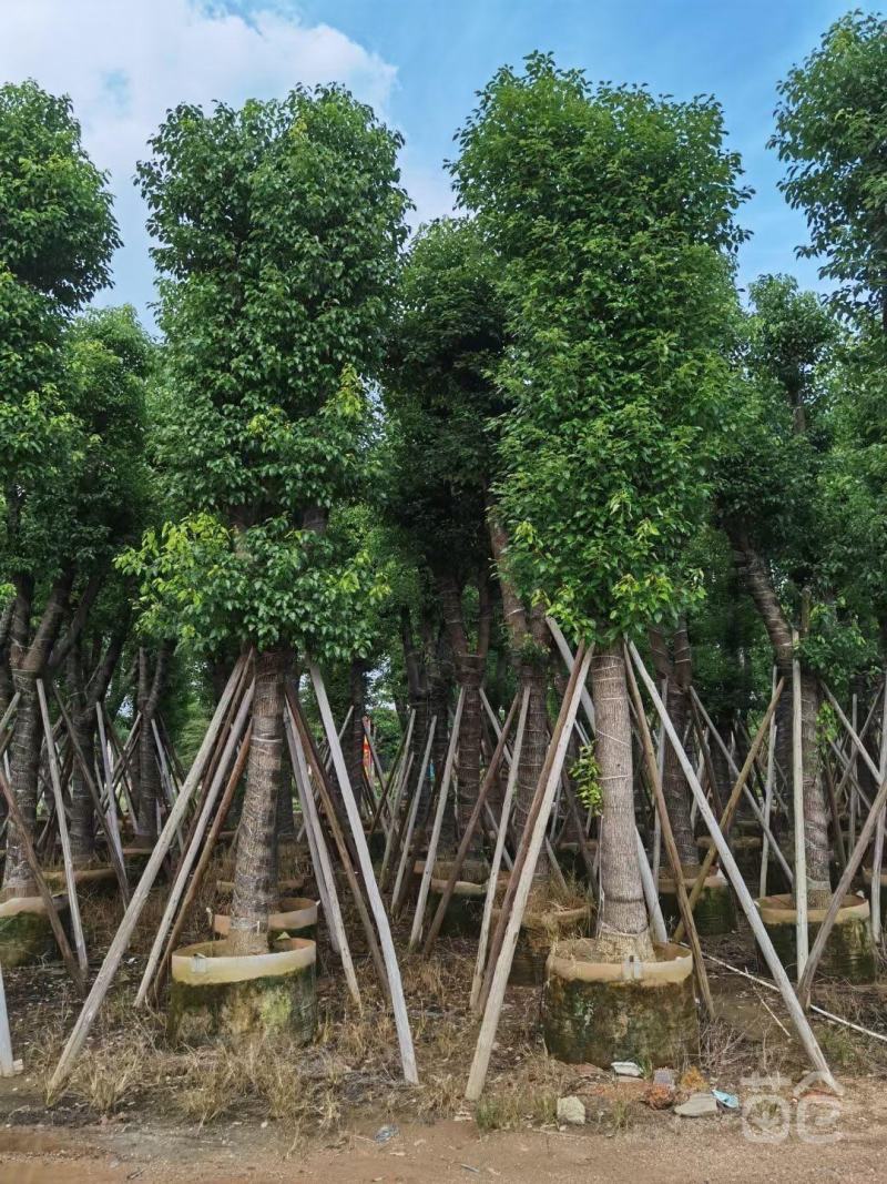 香樟树苗驱蚊驱虫优质小叶香樟树四季常青南北种植，价格面议